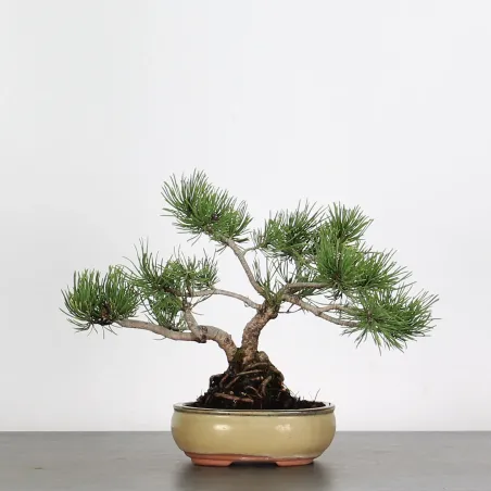 Mugo Bonsai Pine PM-2-10