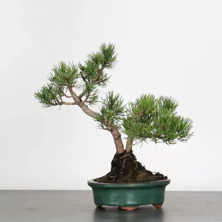 Pin mugo bonsai PM-2-15