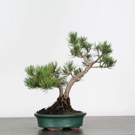 image supplémentaire - BONSAI PINUS MUGO 2-15