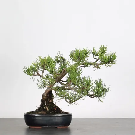 BONSAI PINUS MUGO 2-16