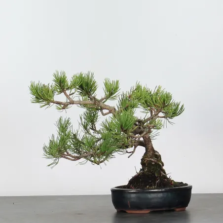 image supplémentaire - BONSAI PINUS MUGO 2-16