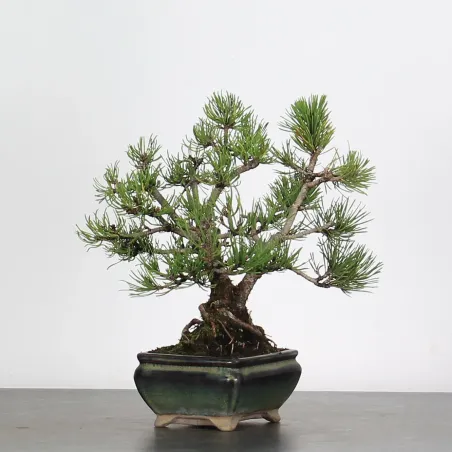 BONSAI PINUS MUGO 2-17