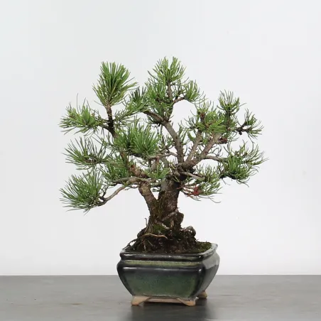 image supplémentaire - BONSAI PINUS MUGO 2-17