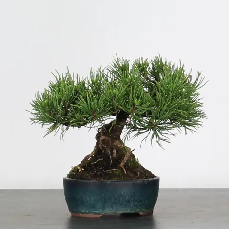 image supplémentaire - BONSAI PINUS MUGO 2-18