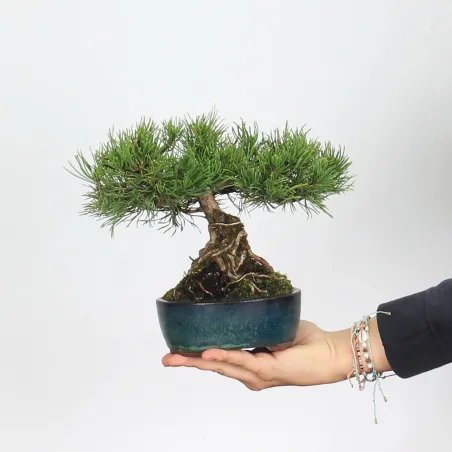 BONSAI PINUS MUGO 2-18