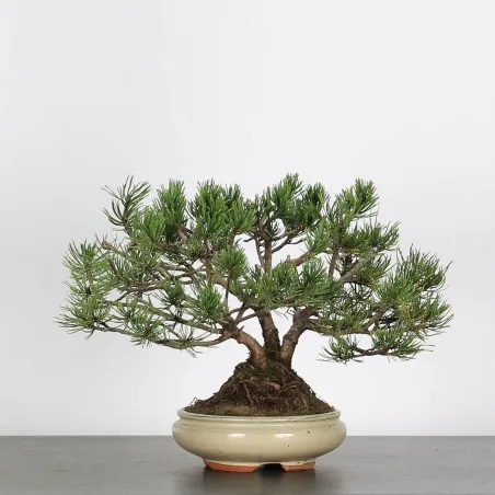 BONSAI PINUS MUGO 2-19