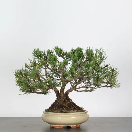 image supplémentaire - BONSAI PINUS MUGO 2-19