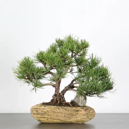 Pin mugo bonsai PM-2-2