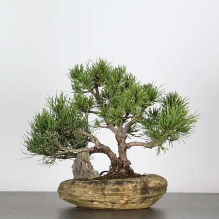 image supplémentaire - BONSAI PINUS MUGO 2-2