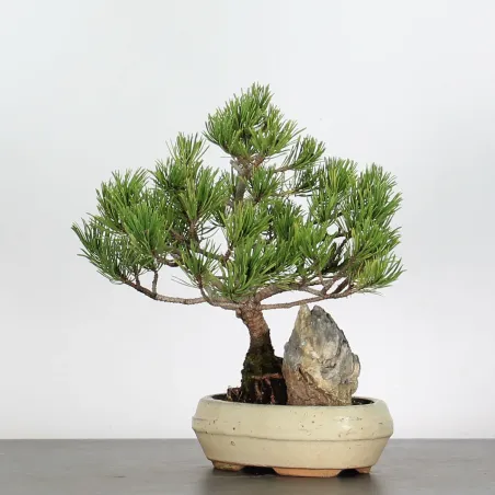 image supplémentaire - BONSAI PINUS MUGO 2-20