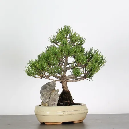 BONSAI PINUS MUGO 2-20