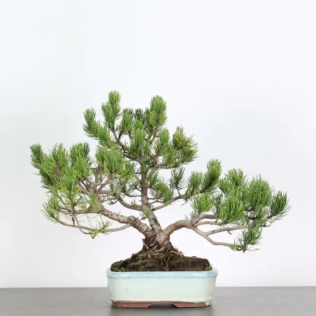 BONSAI PINUS MUGO 2-21