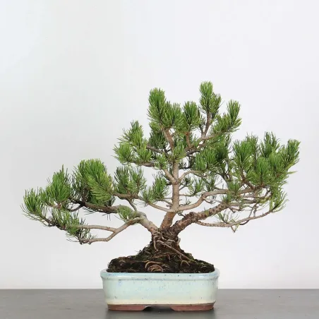 image supplémentaire - BONSAI PINUS MUGO 2-21