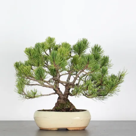 BONSAI PINUS MUGO 2-22