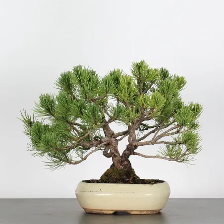 image supplémentaire - BONSAI PINUS MUGO 2-22