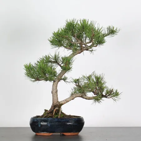 image supplémentaire - BONSAI PINUS MUGO 2-23