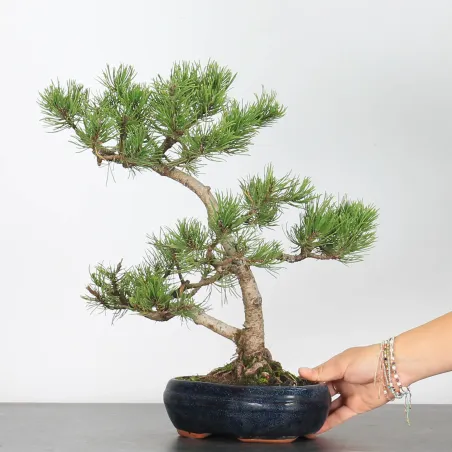 BONSAI PINUS MUGO 2-23