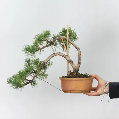 Mugo Bonsai Pine PM-2-8