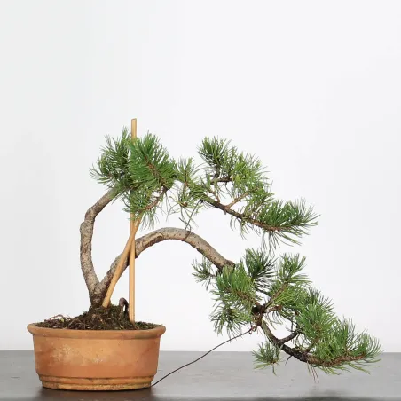 image supplémentaire - BONSAI PINUS MUGO 2-8