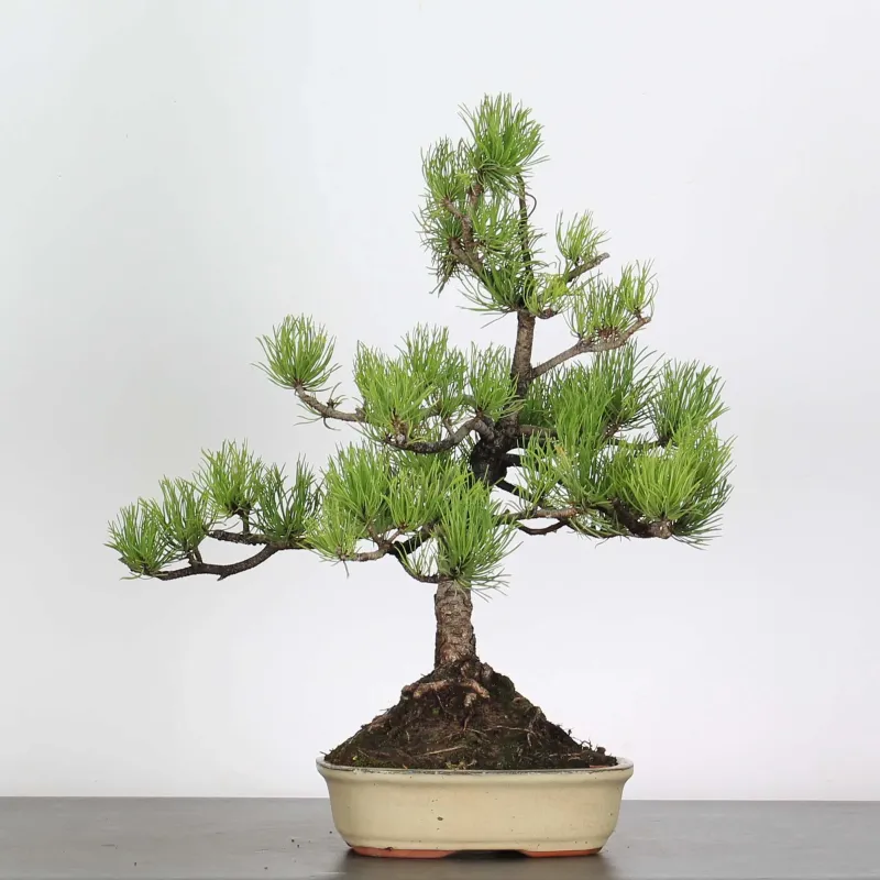 image supplémentaire - BONSAI PIN "PINUS MUGO" 3-1