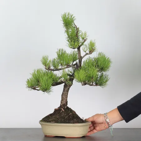 BONSAI PINUS MUGO 3-1