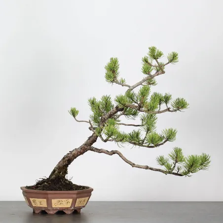 Mugo Bonsai Pine PM-3-2