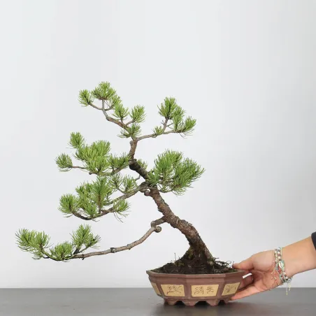 image supplémentaire - BONSAI PINUS MUGO 3-2