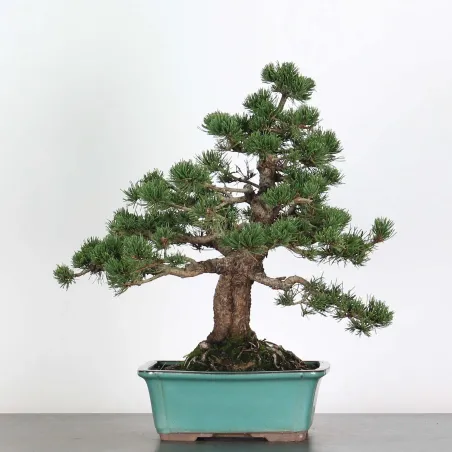 Mugo Bonsai Pine PM-3-3