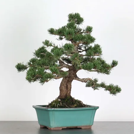 image supplémentaire - BONSAI PINUS MUGO 3-3