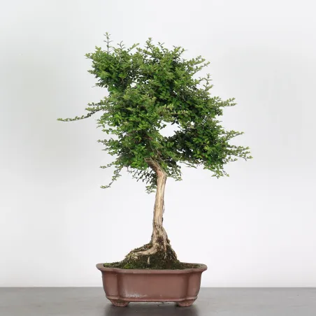 image supplémentaire - BONSAI LONICERA NITIDA 1-2