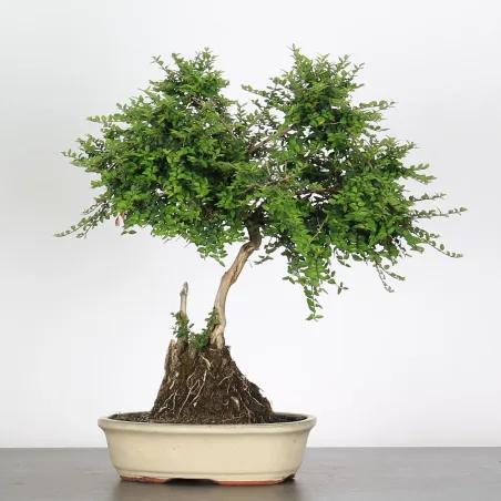 image supplémentaire - BONSAI LONICERA NITIDA 1-3