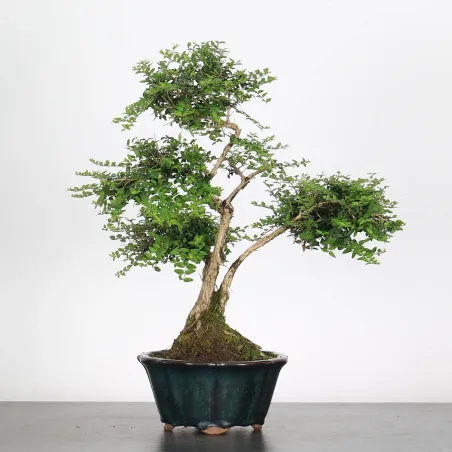 BONSAI LONICERA NITIDA 1-4