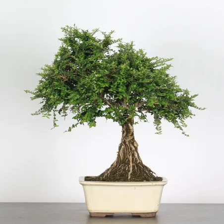 image supplémentaire - BONSAI LONICERA NITIDA 1-5