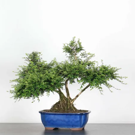 BONSAI LONICERA NITIDA 1-6