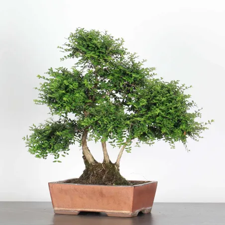 BONSAI LONICERA NITIDA 1-7