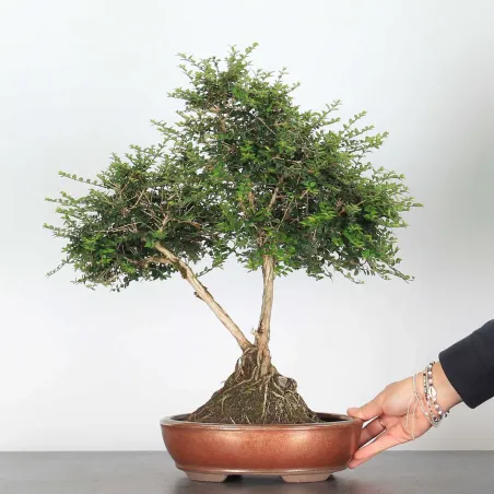 BONSAI LONICERA NITIDA 1-8