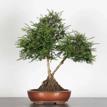 image supplémentaire - BONSAI LONICERA NITIDA 1-8