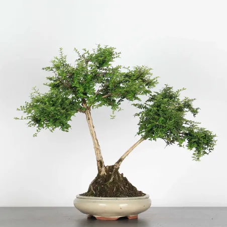 BONSAI LONICERA NITIDA 1-9