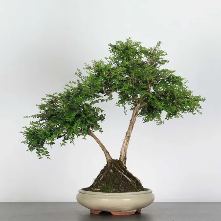 image supplémentaire - BONSAI LONICERA NITIDA 1-9