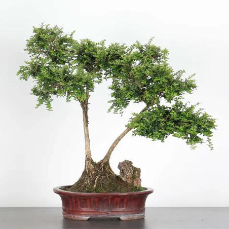 image supplémentaire - BONSAI LONICERA NITIDA 1-10