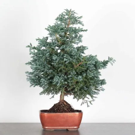 CHAMAECYPARIS pisifera BOULEVARD 3-9