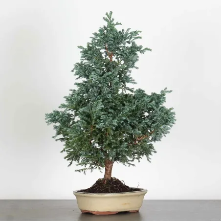 CHAMAECYPARIS pisifera BOULEVARD 3-10