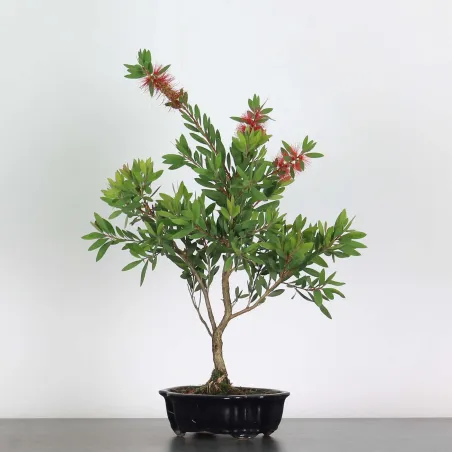 image supplémentaire - BONSAI CALLISTEMON 1-1