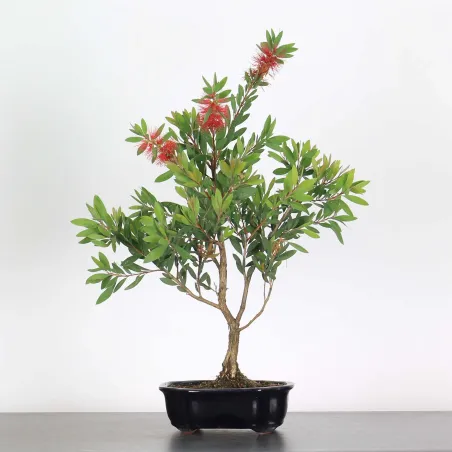 BONSAI CALLISTEMON 1-1