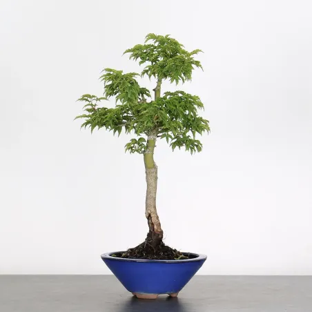 image supplémentaire - ACER SHISHIGASHIRA BONSAI 1-1