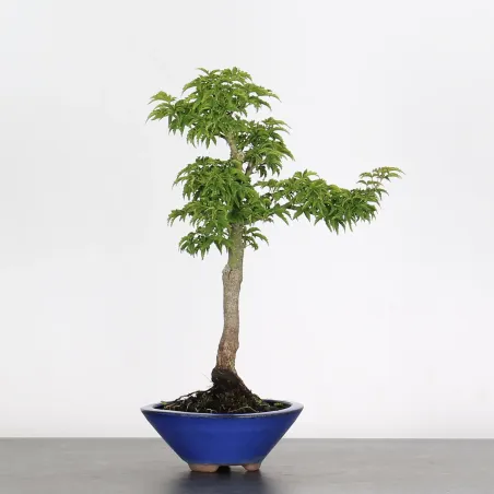 Bonsai Erable Palmatum Shishigashira AS-1-1