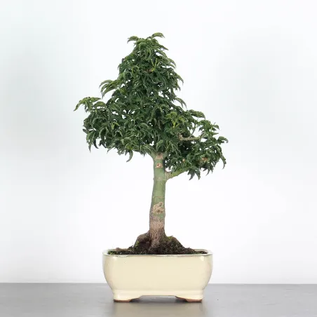 Bonsai Erable Palmatum Shishigashira AS-1-2