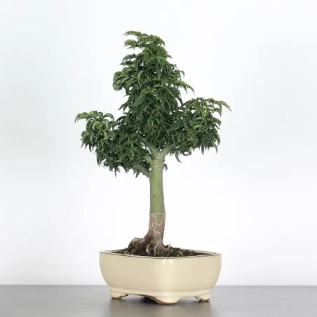 image supplémentaire - ACER SHISHIGASHIRA BONSAI 1-2