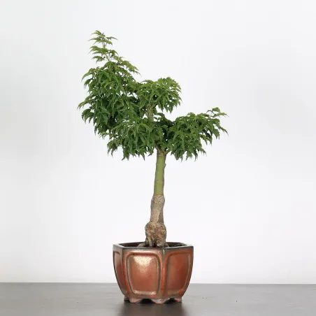 Bonsai Erable Palmatum Shishigashira AS-1-3