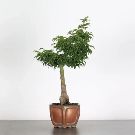 image supplémentaire - ACER SHISHIGASHIRA BONSAI 1-3